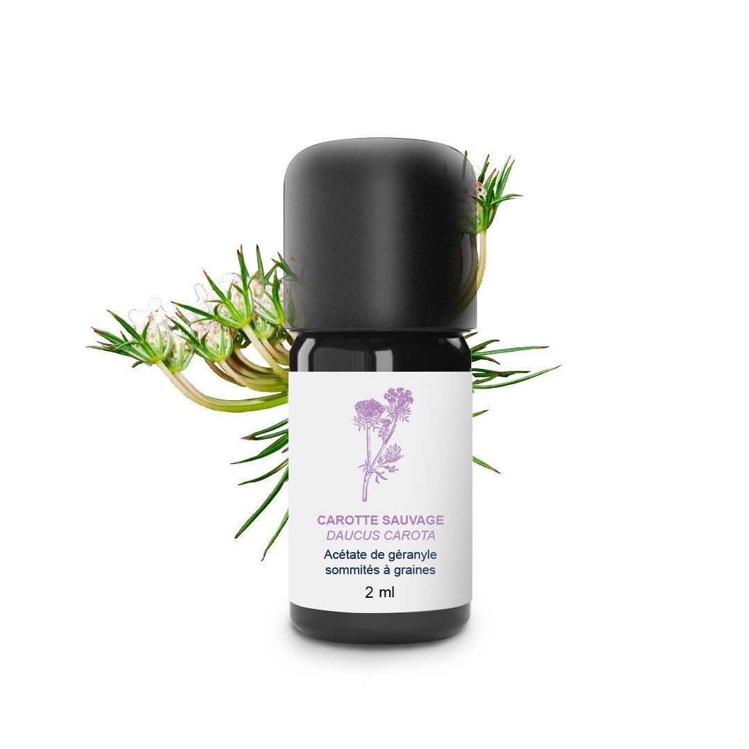 Huile Essentielle de Carotte sauvage 100% Bio et Artisanal