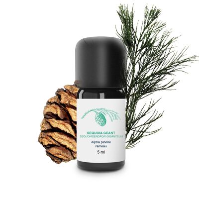 Olio essenziale di sequoia gigante (5 ml) | Biologico, Artigianale, Made In France