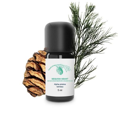 Aceite esencial de secoya gigante (5 ml) | Orgánico, Artesanal, Hecho En Francia