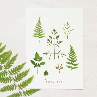 Tarjeta de plantas “Primavera” • Colección Botanica • A6 (sobre incluido)