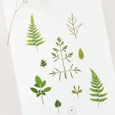 Affiche végétale "Printemps" • collection Botanica • A4