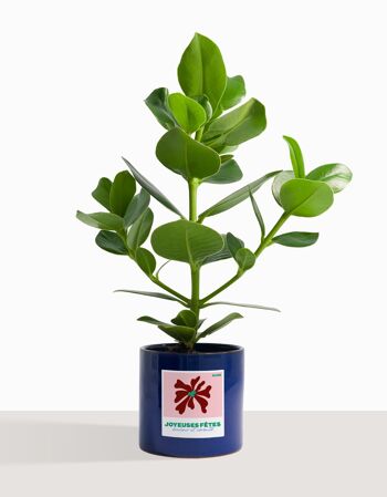 Plante d'intérieur (Plante grasse - Clusia Rosea 2