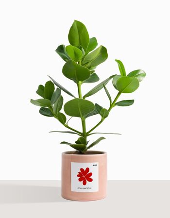 Plante d'intérieur (Plante grasse - Clusia Rosea 40