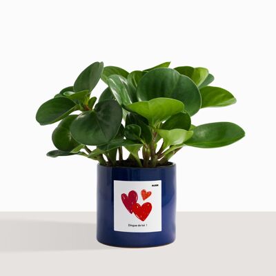 Houseplant (Succulent plant - Peperomia Obtusifolia)