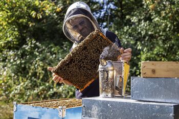 Miel de miellat des forêts bio 4