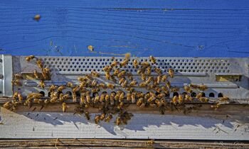 Miel de miellat des forêts bio 5