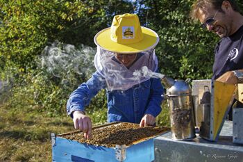 Miel de miellat des forêts bio 6