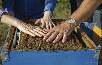 Miel de miellat des forêts bio 7