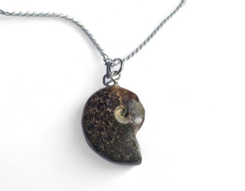 Polished Whole Fossil Ammonite Necklace