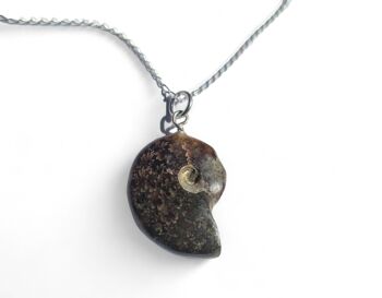 Collier d’ammonite fossile entier poli 1