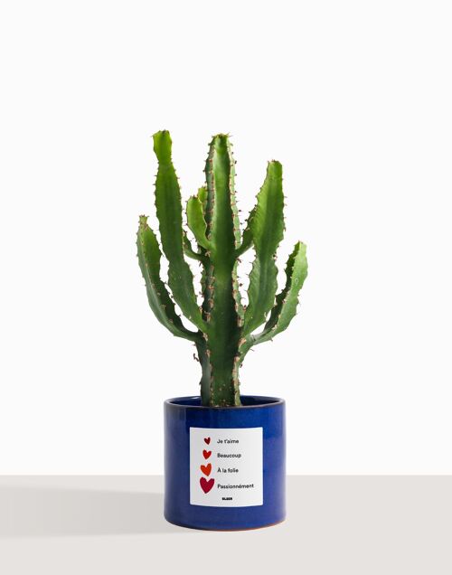 Plante d'intérieur (Cactus - Euphorbe Triangularis)