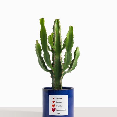 Zimmerpflanze (Kaktus - Euphorbia triangularis)