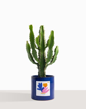 Plante d'intérieur (Cactus - Euphorbe Triangularis) 3