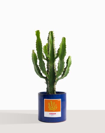 Plante d'intérieur (Cactus - Euphorbe Triangularis) 4