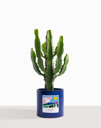 Plante d'intérieur (Cactus - Euphorbe Triangularis) 5
