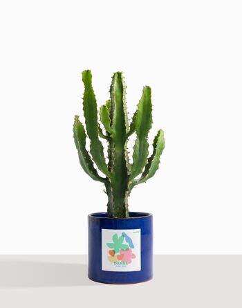 Plante d'intérieur (Cactus - Euphorbe Triangularis) 7