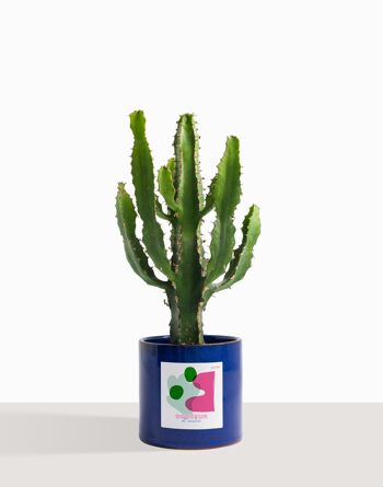 Plante d'intérieur (Cactus - Euphorbe Triangularis) 8