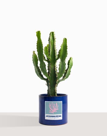 Plante d'intérieur (Cactus - Euphorbe Triangularis) 9
