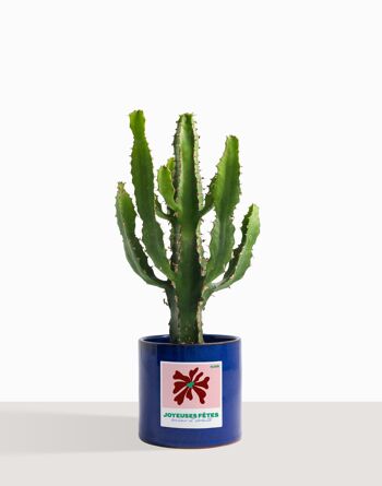 Plante d'intérieur (Cactus - Euphorbe Triangularis) 10