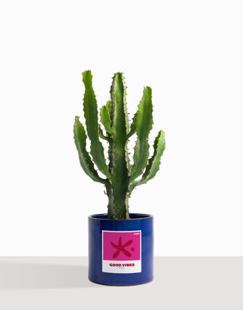 Plante d'intérieur (Cactus - Euphorbe Triangularis) 11