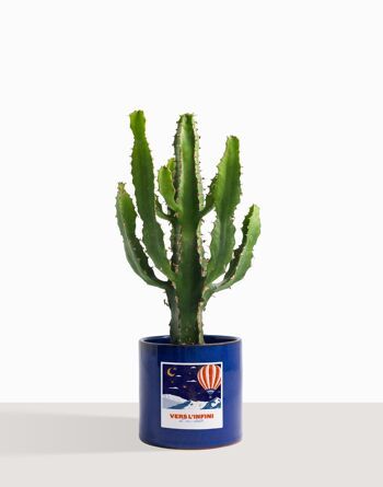 Plante d'intérieur (Cactus - Euphorbe Triangularis) 12