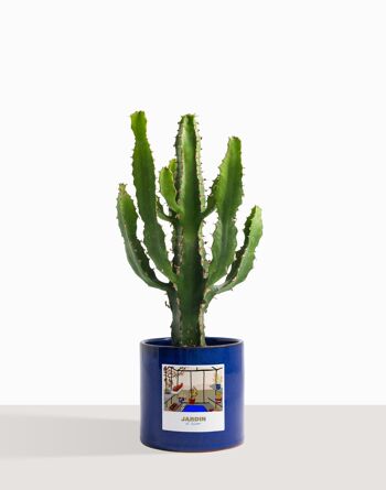 Plante d'intérieur (Cactus - Euphorbe Triangularis) 13