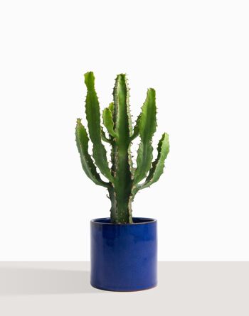 Plante d'intérieur (Cactus - Euphorbe Triangularis) 15