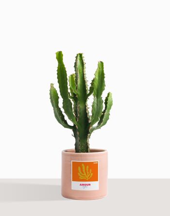 Plante d'intérieur (Cactus - Euphorbe Triangularis) 16