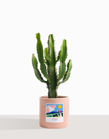 Plante d'intérieur (Cactus - Euphorbe Triangularis) 17