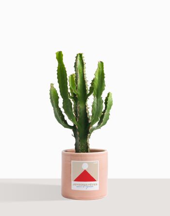 Plante d'intérieur (Cactus - Euphorbe Triangularis) 18