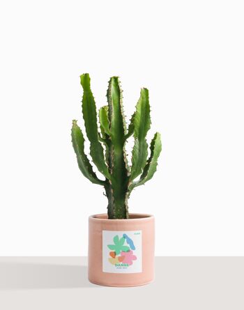 Plante d'intérieur (Cactus - Euphorbe Triangularis) 19