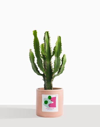Plante d'intérieur (Cactus - Euphorbe Triangularis) 20