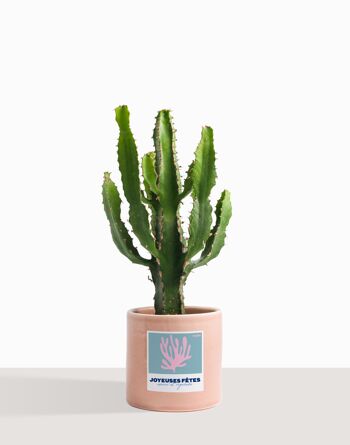 Plante d'intérieur (Cactus - Euphorbe Triangularis) 21