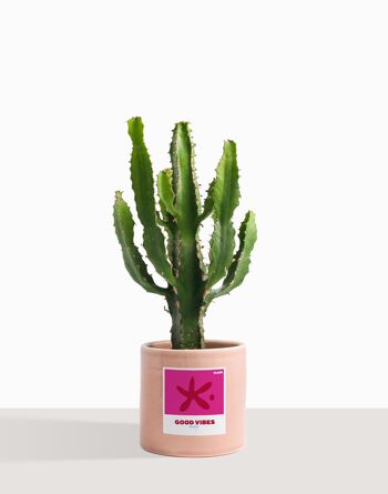 Plante d'intérieur (Cactus - Euphorbe Triangularis) 23