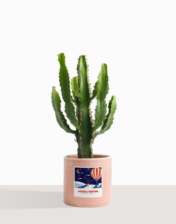 Plante d'intérieur (Cactus - Euphorbe Triangularis) 24