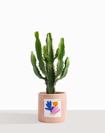 Plante d'intérieur (Cactus - Euphorbe Triangularis) 26