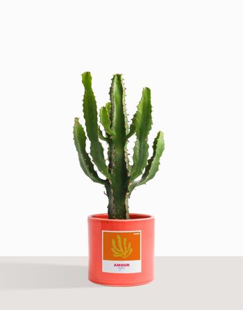 Plante d'intérieur (Cactus - Euphorbe Triangularis) 29