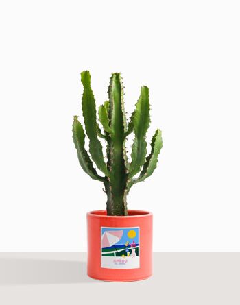 Plante d'intérieur (Cactus - Euphorbe Triangularis) 30