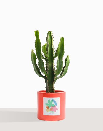 Plante d'intérieur (Cactus - Euphorbe Triangularis) 32