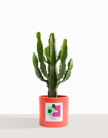 Plante d'intérieur (Cactus - Euphorbe Triangularis) 33