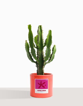 Plante d'intérieur (Cactus - Euphorbe Triangularis) 36