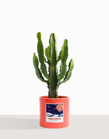 Plante d'intérieur (Cactus - Euphorbe Triangularis) 37