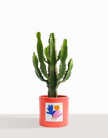 Plante d'intérieur (Cactus - Euphorbe Triangularis) 38