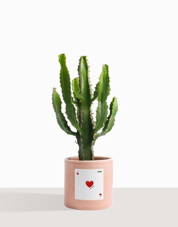 Plante d'intérieur (Cactus - Euphorbe Triangularis) 42