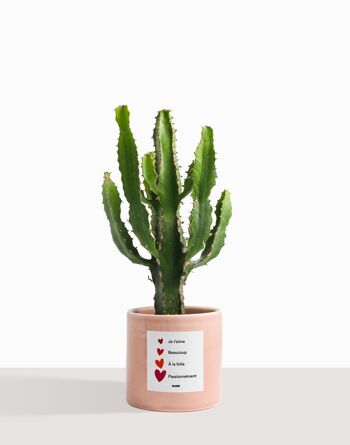 Plante d'intérieur (Cactus - Euphorbe Triangularis) 44