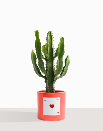 Plante d'intérieur (Cactus - Euphorbe Triangularis) 46