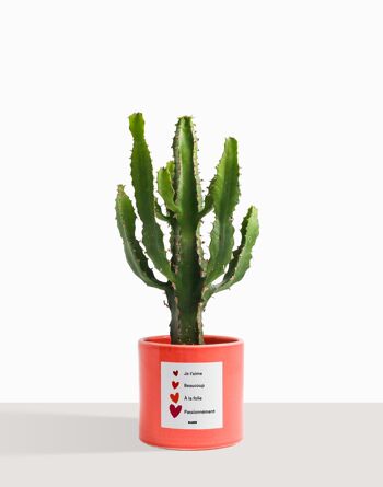 Plante d'intérieur (Cactus - Euphorbe Triangularis) 48