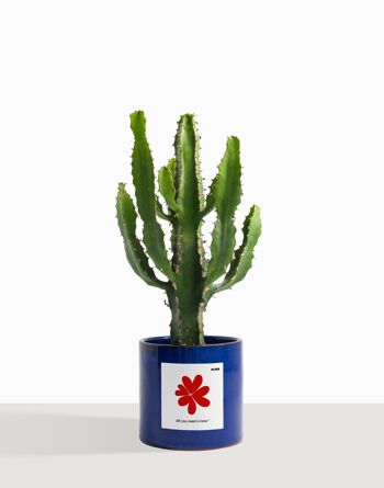 Plante d'intérieur (Cactus - Euphorbe Triangularis) 49