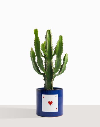 Plante d'intérieur (Cactus - Euphorbe Triangularis) 50