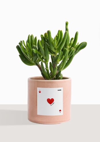 Plante d'intérieur (Crassula Golum) 1